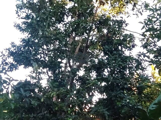 Chácara para Venda em Caldas - 5